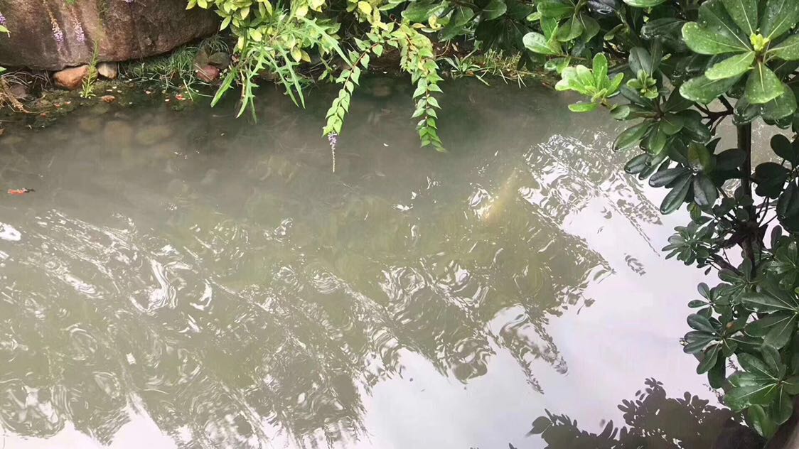 浅水湾   独栋庄园别墅   占地两亩起