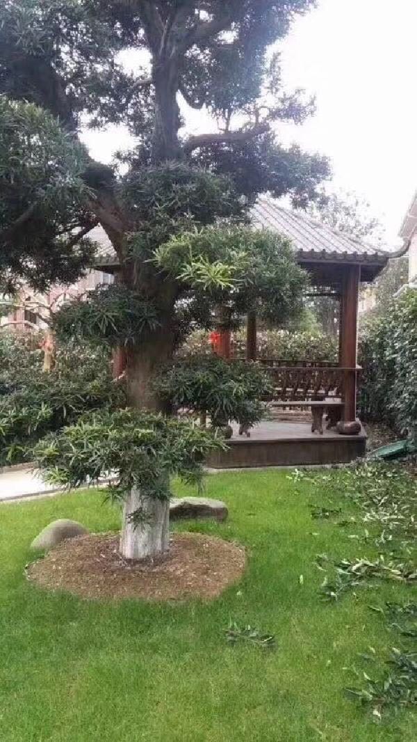 浅水湾   独栋庄园别墅   占地两亩起